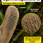 illustration ögonfransgecko lameller mikroskopiska hår