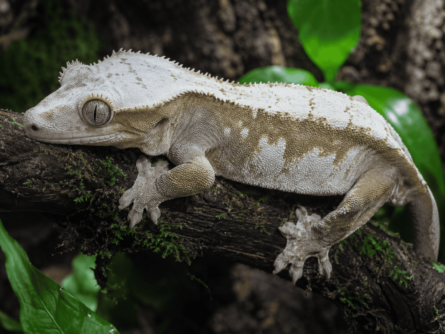 Ögonfransgecko (Correlophus ciliatus) med pinstripe-mönster på gren i planterat terrarium