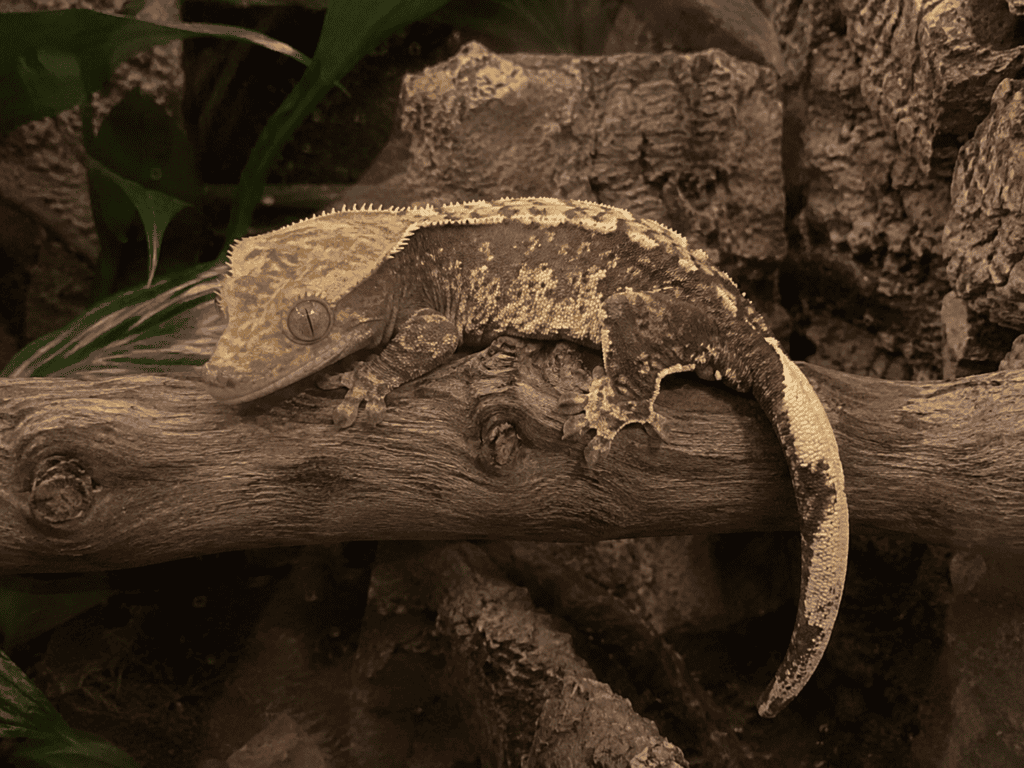Ögonfransgecko (Correlophus ciliatus) på gren i terrarium