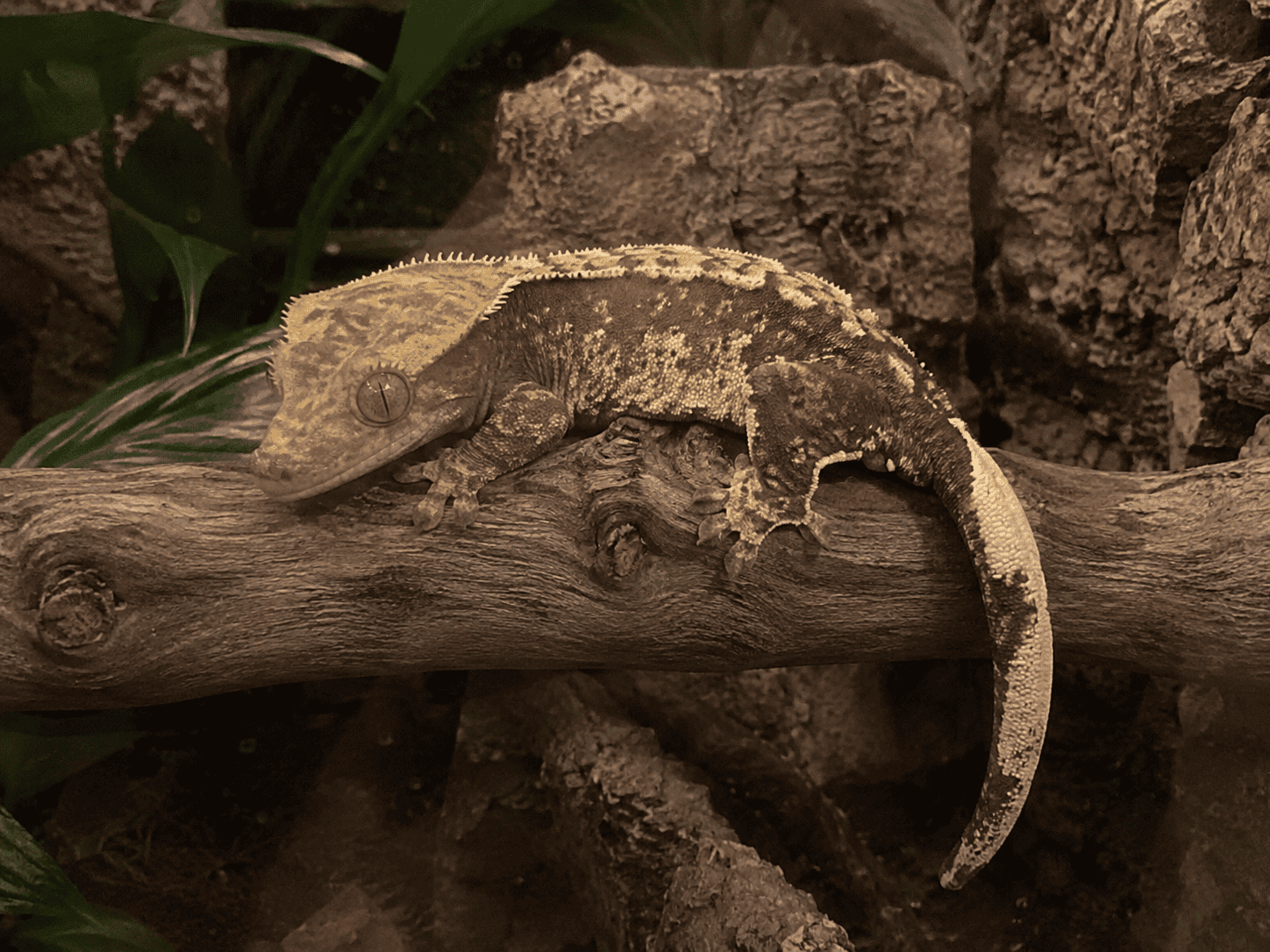 Ögonfransgecko (Correlophus ciliatus) på gren i terrarium