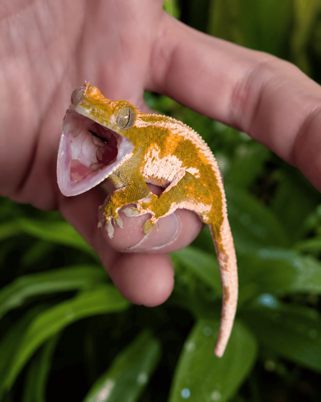 ogonfransgecko 01