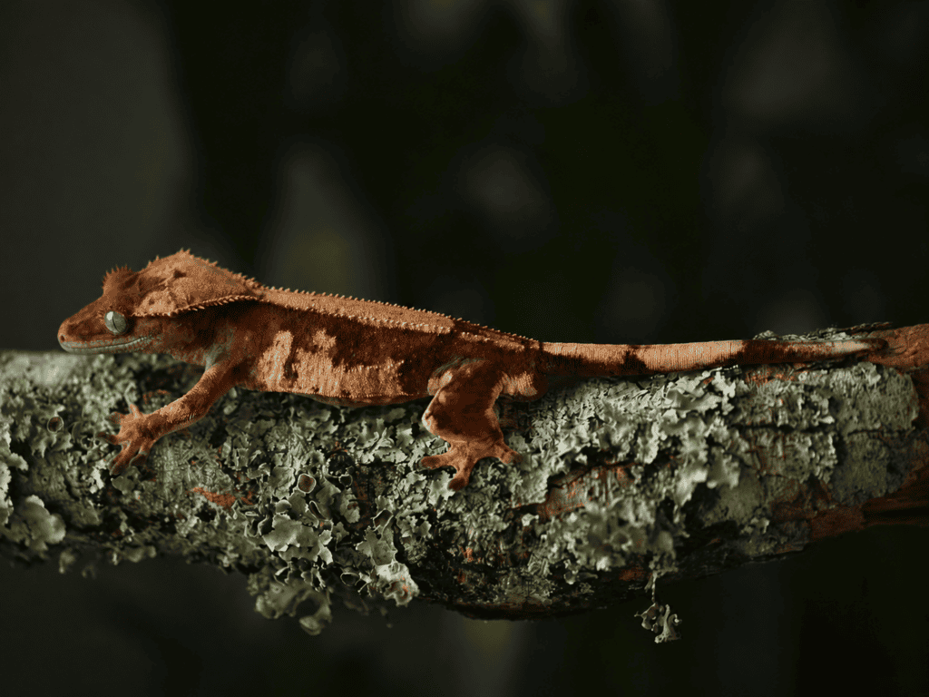 ogonfransgecko 04