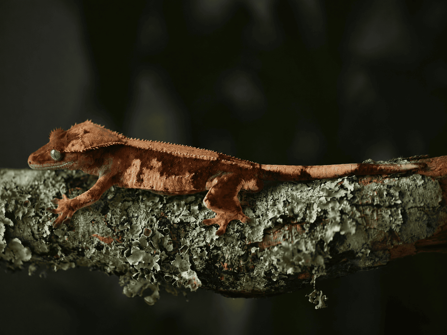 ogonfransgecko 04
