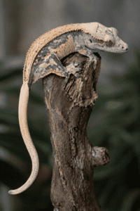 crested gecko climbing