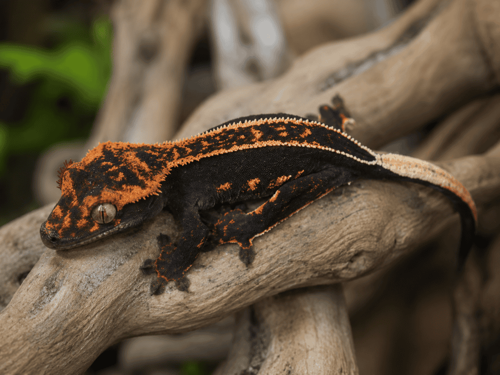 ogonfransgecko 07
