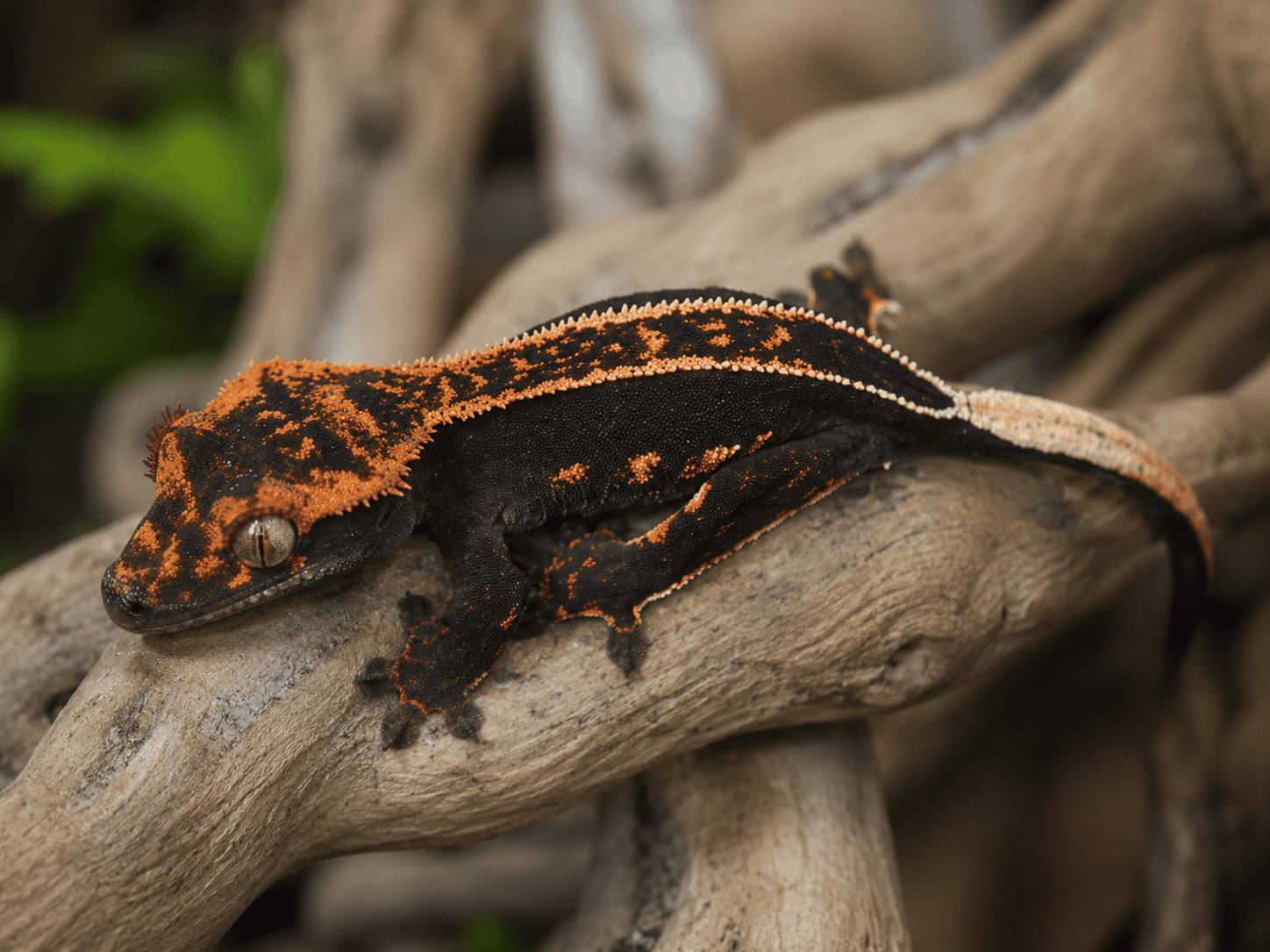 ogonfransgecko 07