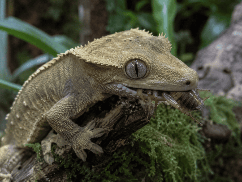 Ögonfransgecko (Correlophus ciliatus) som äter en levande insekt på en gren
