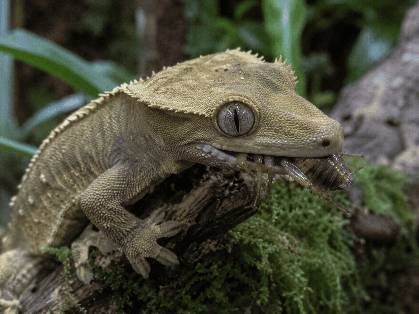 Ögonfransgecko (Correlophus ciliatus) som äter en levande insekt på en gren