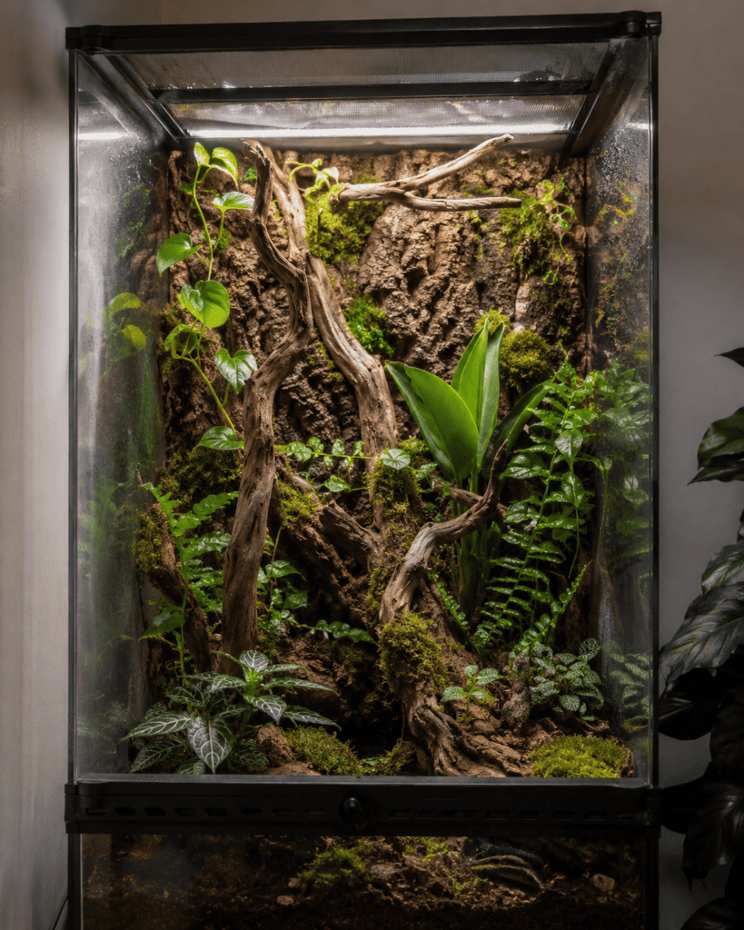 tall, front opening glass terrarium for a crested gecko