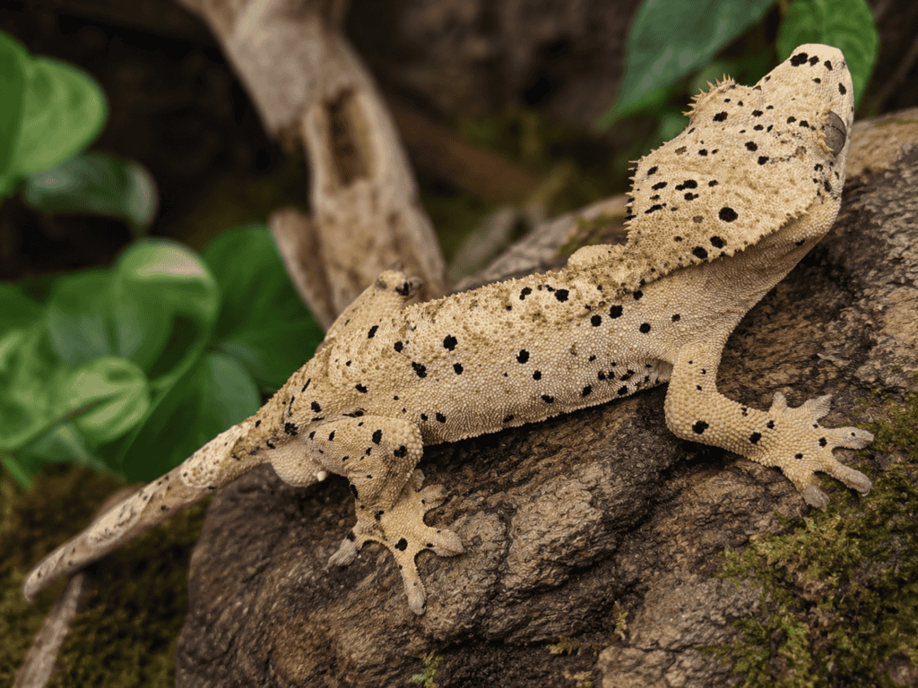 tan:buckskin super dalmatian crested gecko