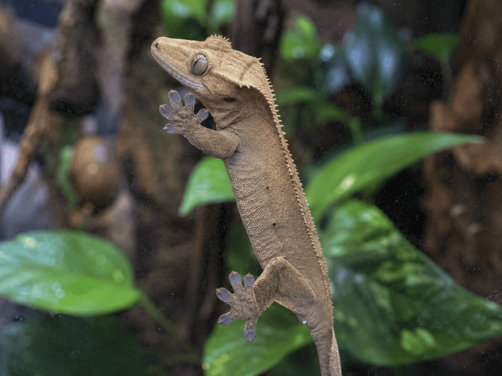terrarium storlek ogonfransgecko klattrar glas