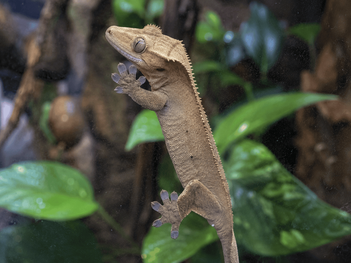 terrarium storlek ogonfransgecko klattrar glas