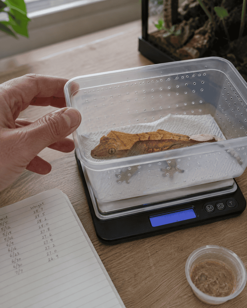 • weighing a crested gecko to monitor weight loss 2