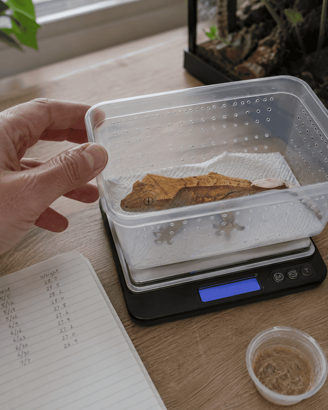 • weighing a crested gecko to monitor weight loss 2
